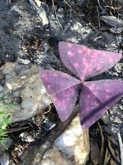 Oxalis triangularis