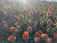 Castilleja mendocinensis