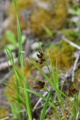 Luzula multiflora