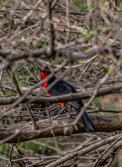 Laniarius erythrogaster