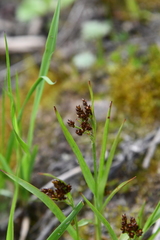 Luzula multiflora