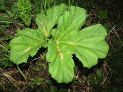 Heracleum sosnowskyi