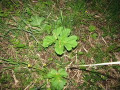 Heracleum sosnowskyi