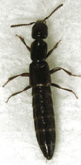 Linosomus socius