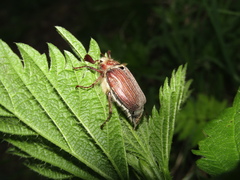 Melolontha hippocastani