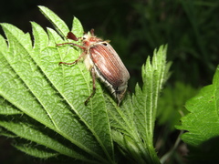 Melolontha hippocastani