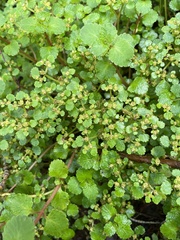 Chrysosplenium glechomifolium