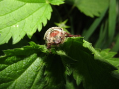 Melolontha hippocastani