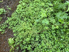 Chrysosplenium glechomifolium