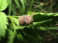 Melolontha hippocastani