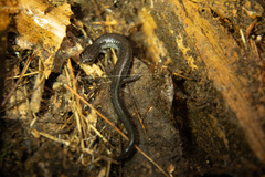 Plethodon hoffmani