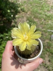 Parodia lenninghausii