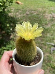 Parodia lenninghausii