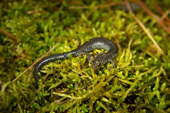Plethodon hoffmani