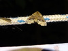 Honest Pero Moth and Allies - Photo (c) Kristen Osborne, some rights reserved (CC BY-NC), uploaded by Kristen Osborne