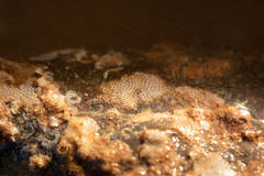 Cryptosula pallasiana