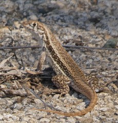 Leiocephalus raviceps