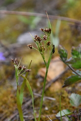 Luzula multiflora