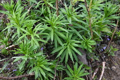 Chamaenerion angustifolium