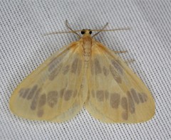 Eubaphe mendica