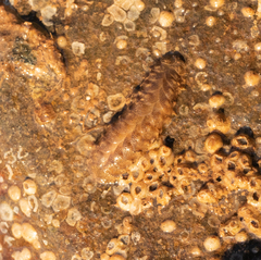 Lepidonotus squamatus