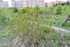 Prunus virginiana