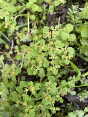 Chrysosplenium glechomifolium