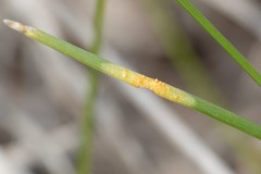 Puccinia allii
