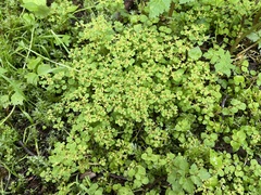 Chrysosplenium glechomifolium