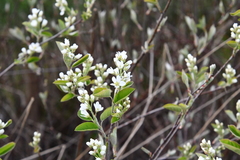 Amelanchier spicata