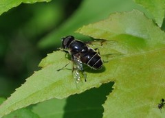 Eristalis saxorum