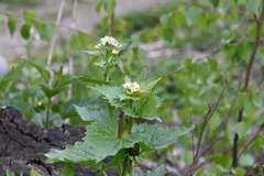 Alliaria petiolata