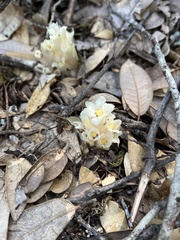 Pityopus californicus