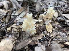 Pityopus californicus