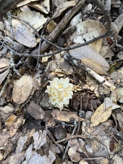 Pityopus californicus