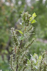 Salix cinerea