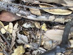 Pityopus californicus