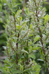 Salix cinerea