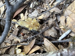 Pityopus californicus