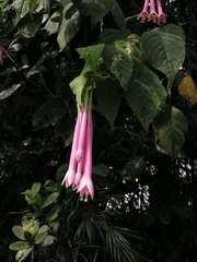 Fuchsia garleppiana