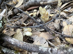 Pityopus californicus