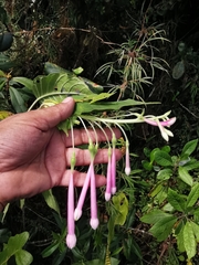 Fuchsia garleppiana