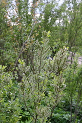 Salix cinerea