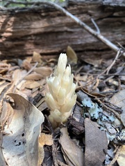 Pityopus californicus