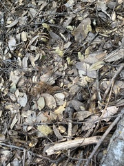 Pityopus californicus