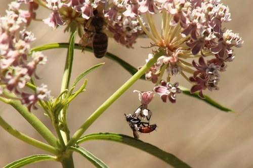 iNaturalist observation photo of Cylindromyia