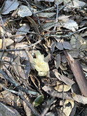 Pityopus californicus