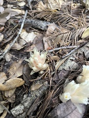 Pityopus californicus