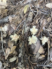 Pityopus californicus