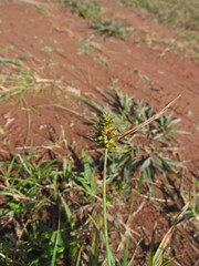 Carex bonariensis